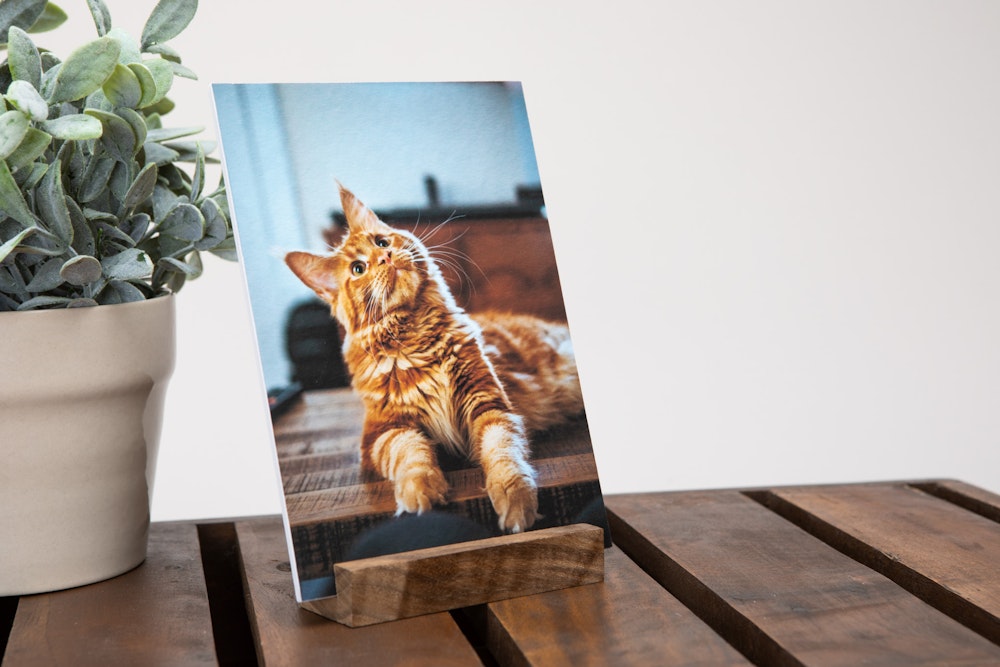 5×7" mounted Fine Art Print with Walnut Wood Display Stand