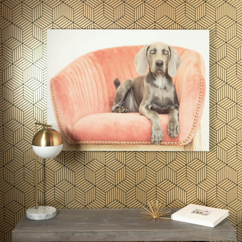 Acrylic Print dog pet portrait hanging on gold patterned wall