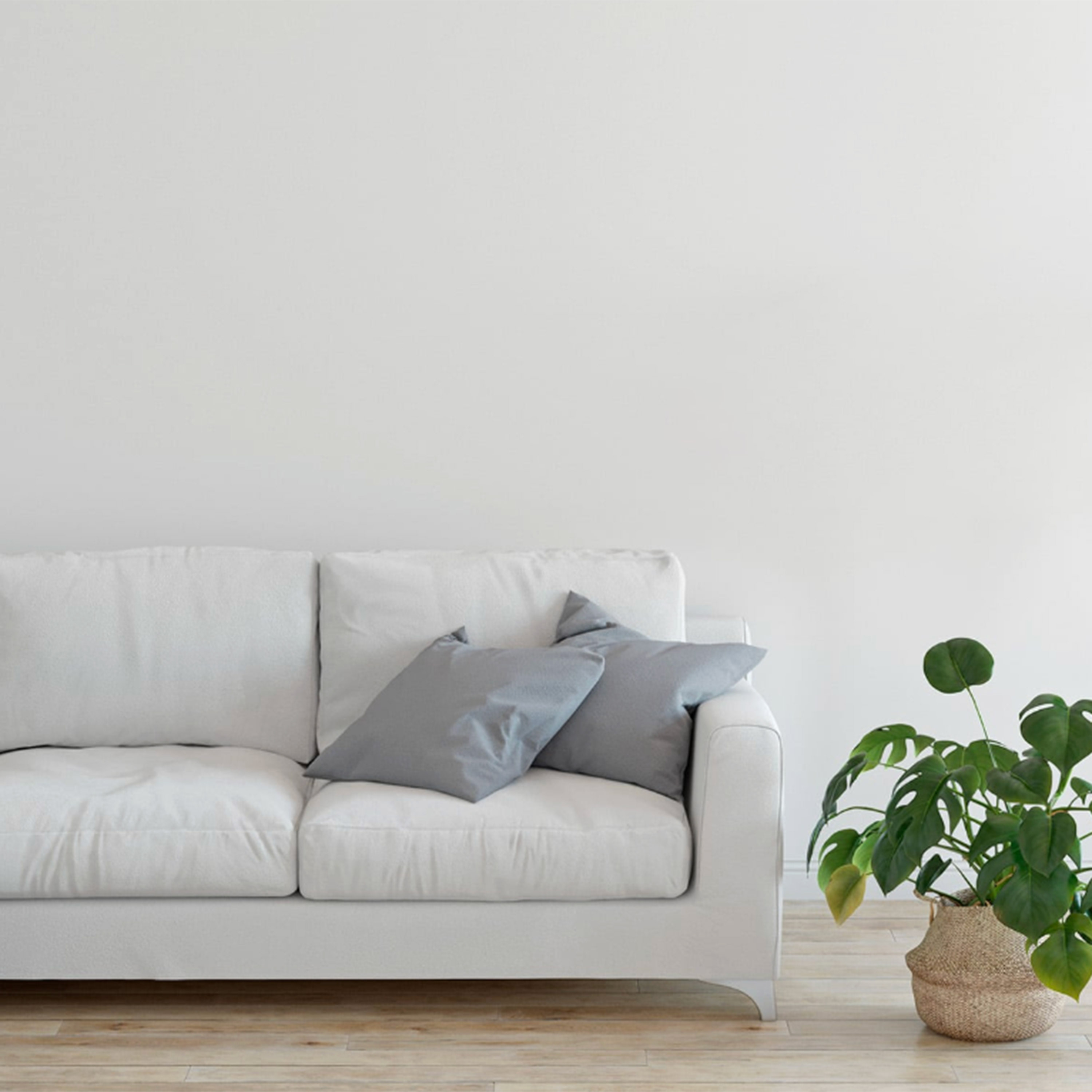 Blank wall behind a white couch with gray pillows, Monstera plant in a basket on the floor