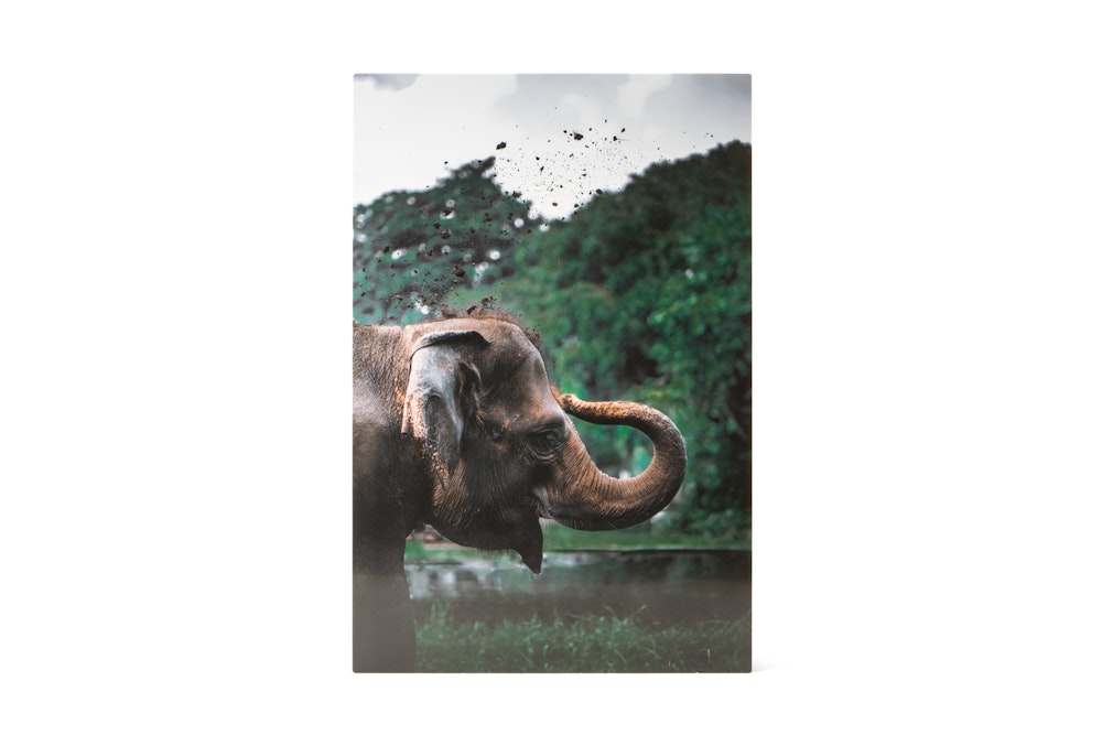 Elephant on White Base Metal Print with semi-gloss finish